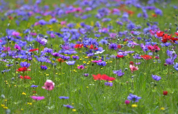 Field, summer, flowers