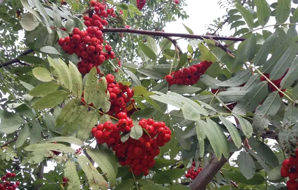 Autumn, leaves, berries, branch, bunches of Rowan