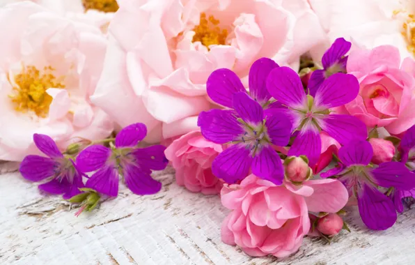 Picture flowers, field, flowers, roses