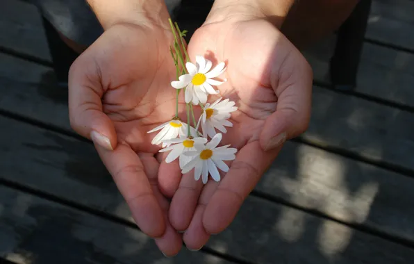 Flowers, mood, chamomile, hands