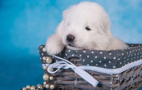White, dog, baby, muzzle, puppy, beads, basket, bow