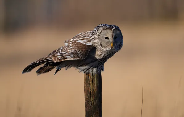 Background, owl, bird, post