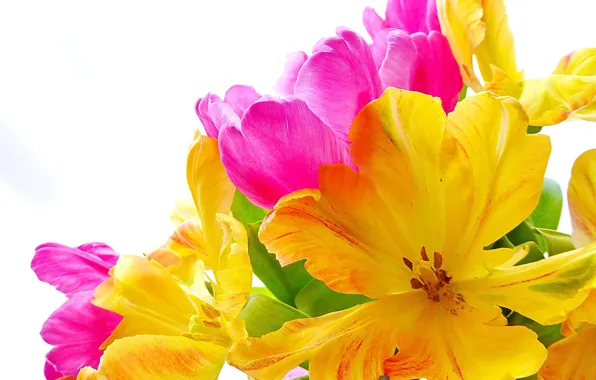 Macro, petals, tulips, white background
