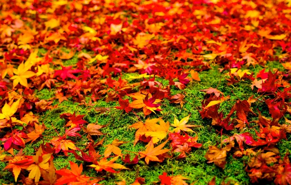 Autumn, grass, leaves, paint, maple