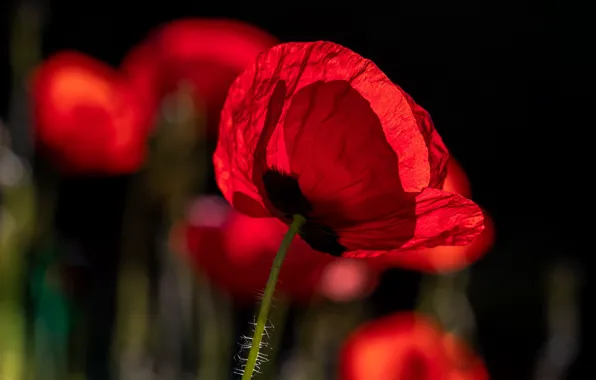 Light, flowers, red, the dark background, Mac, Maki, petals