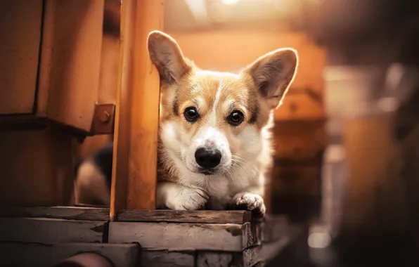 Picture look, dog, ears, face, Welsh Corgi