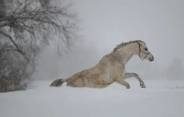 Winter, white, snow, branches, pose, fog, tree, overcast