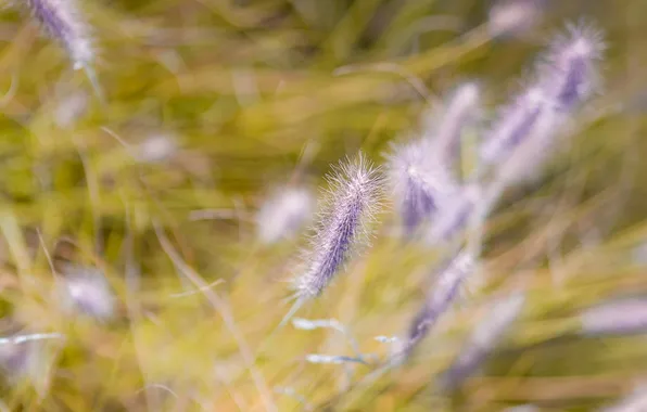 Grass, flowers, bokeh