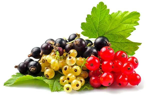 Picture berries, red currant, black currant, white currants