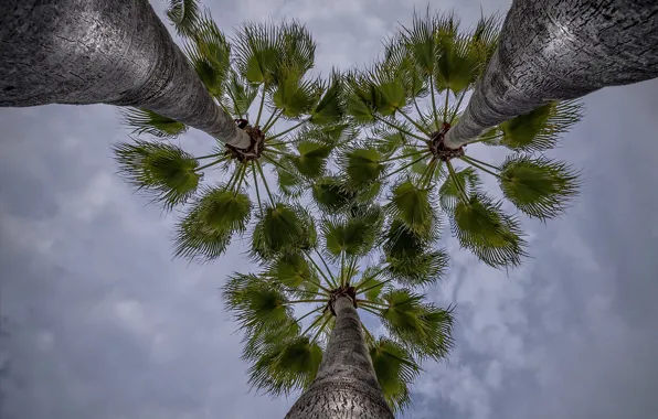 The sky, trees, nature