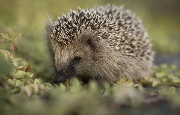 Picture grass, eyes, barb, muzzle, hedgehog