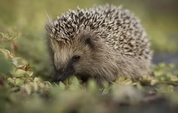 Grass, eyes, barb, muzzle, hedgehog