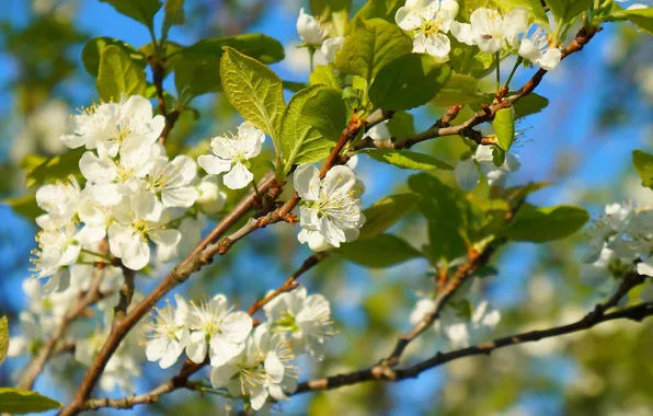 Flower, spring, blooming