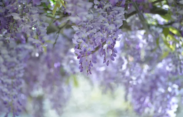 Lilac, tenderness, Wisteria, Wisteria