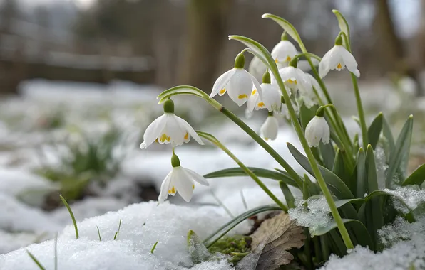 Winter, snow, flowers, nature, spring, snowdrops, the snow, white