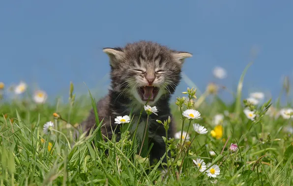 Cat, flowers, pose, kitty, grey, glade, chamomile, baby