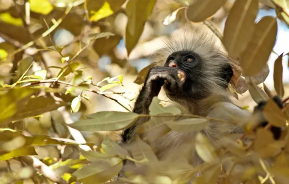 Forest, leaves, tree, monkey