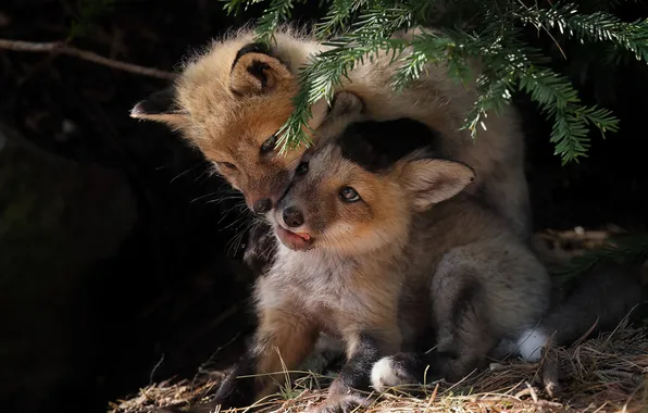 Nature, pose, the dark background, Fox, Fox, a couple, Fox, cubs