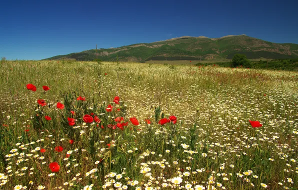 Field, summer, the sky, flowers, blue, hills, Maki, chamomile