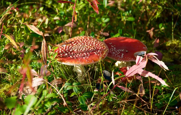 Grass, Forest, Mushroom, Light, Grass, Forest, Mushroom
