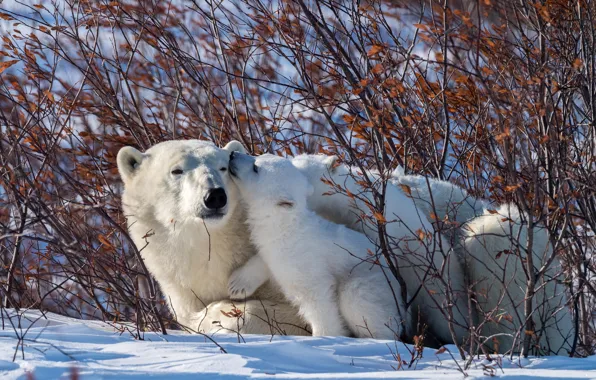 Picture winter, animals, snow, nature, predators, bears, bear, cub