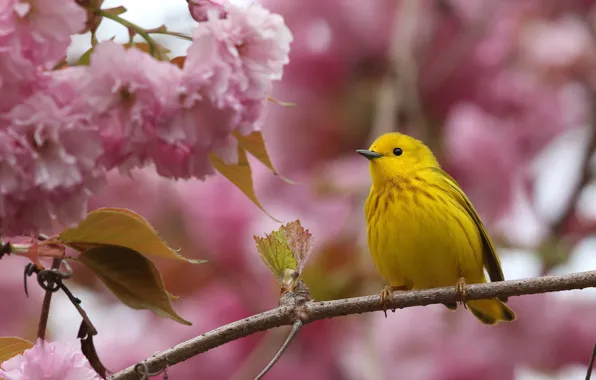 Picture flowers, branches, yellow, background, bird, spring, Sakura, pink