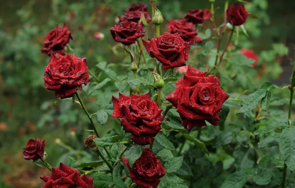 Picture flowers, Rosa, rose, morning, garden