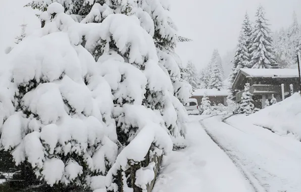 Nature, Snow, Forest, Nature, Snow, Forest, Snow Houses, Snowy Houses
