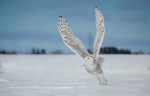 Winter, field, the sky, look, snow, flight, pose, owl