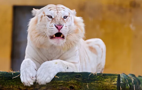 Picture white, tiger, photo