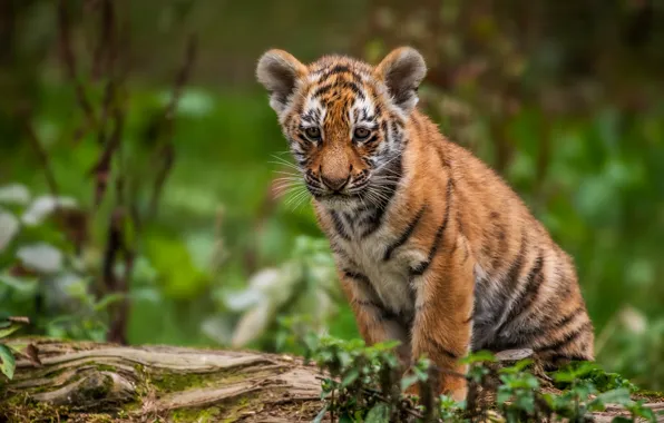 Picture tiger, cub, kitty, bokeh, tiger