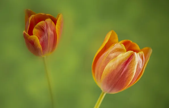 Flowers, spring, tulips, orange, Duo