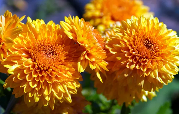 Picture macro, flowers, orange, bright, chrysanthemum, a lot, bokeh