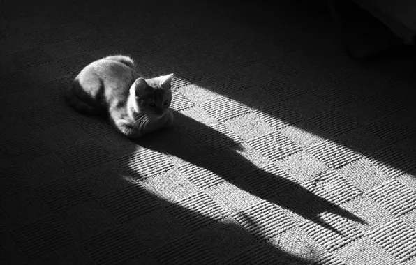 Shadow, Koshak, Black and white, 157, Mat