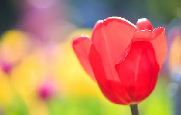 Picture macro, flowers, Tulip