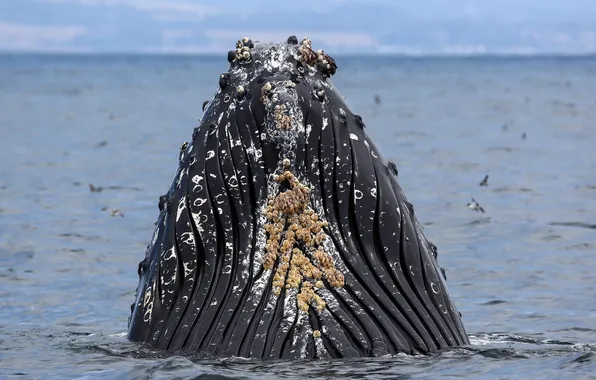 Picture marine, Humpback Whale, Ventral pleats, Megaptera, ventral, monterey bay