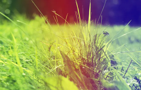 Grass, gradient, leaves, Sunny mood