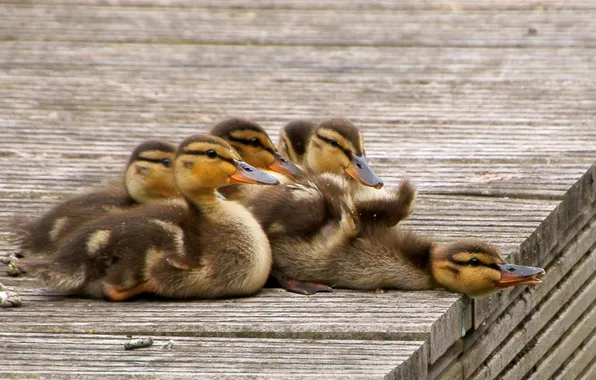 Picture the city, background, duck