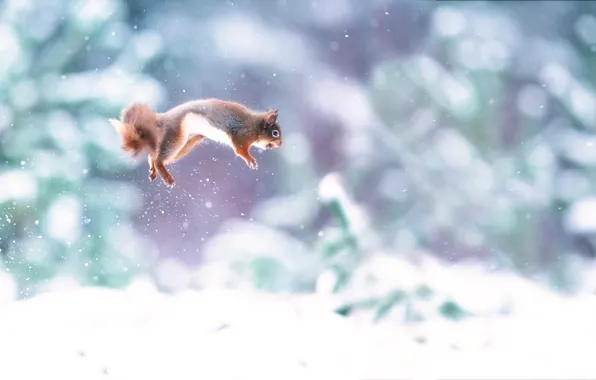 Snow, jump, walnut, protein
