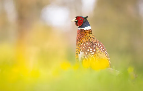 Flowers, bird, glade, bokeh, blurred background, pheasant