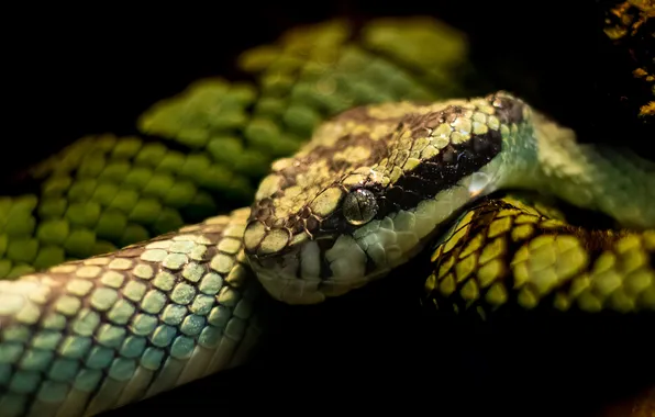 Look, face, snake, scales, Python, black background, green, AI art