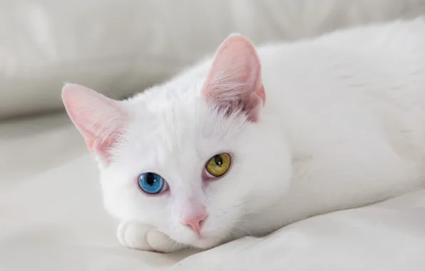Picture cat, white, eyes