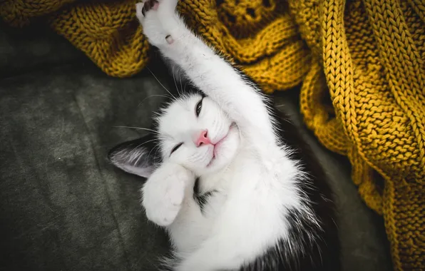 Picture cat, legs, Koshak, Tomcat