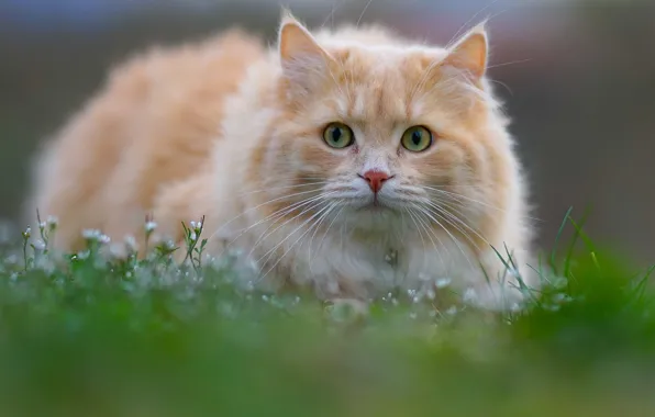 Picture cat, grass, cat, look, muzzle, cat