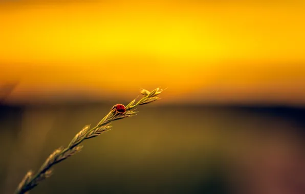 Picture field, ladybug, stalk, seeds, sunset.jpg