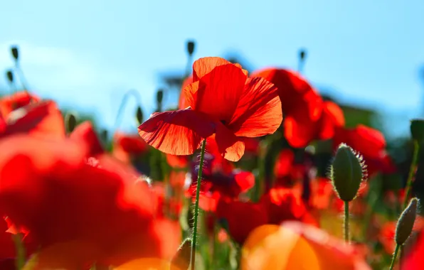Field, summer, flowers, glade, Mac, Maki, petals, red