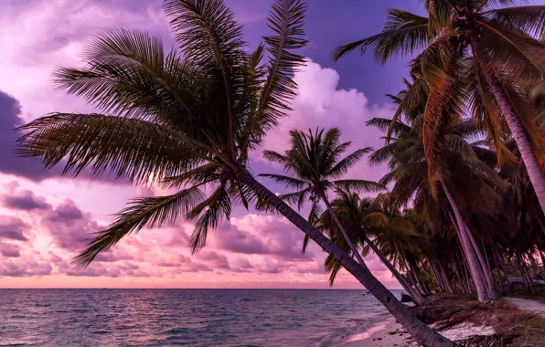 Picture sea, beach, palm trees, coast