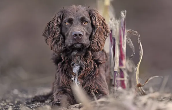 Picture The German Spaniel, German quail dog, German wachtelhund