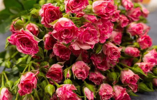 Bouquet, gentle, buds, rosette