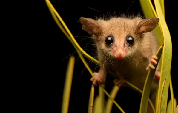 Grass, look, pose, eyes, muzzle, black background, cub, possum